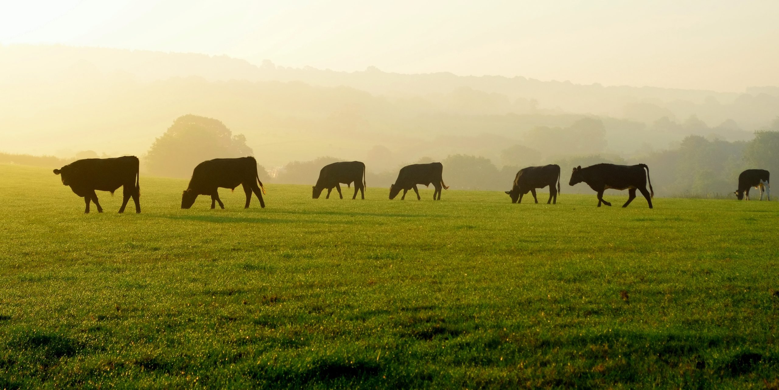 Newton Farms