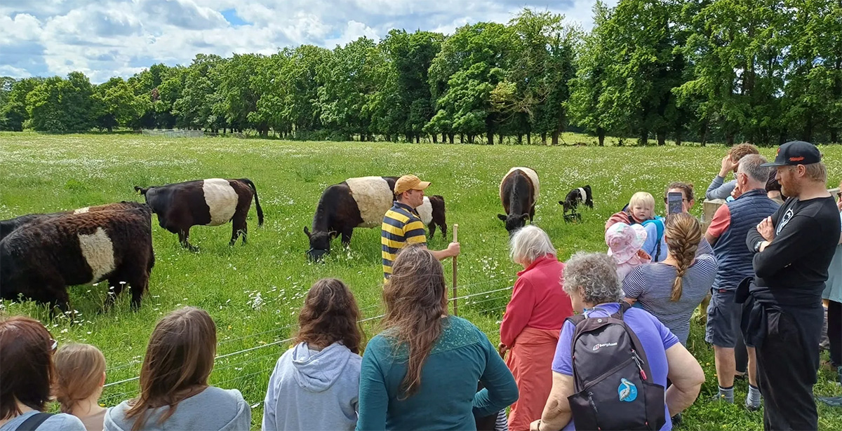 The Wandering Herd