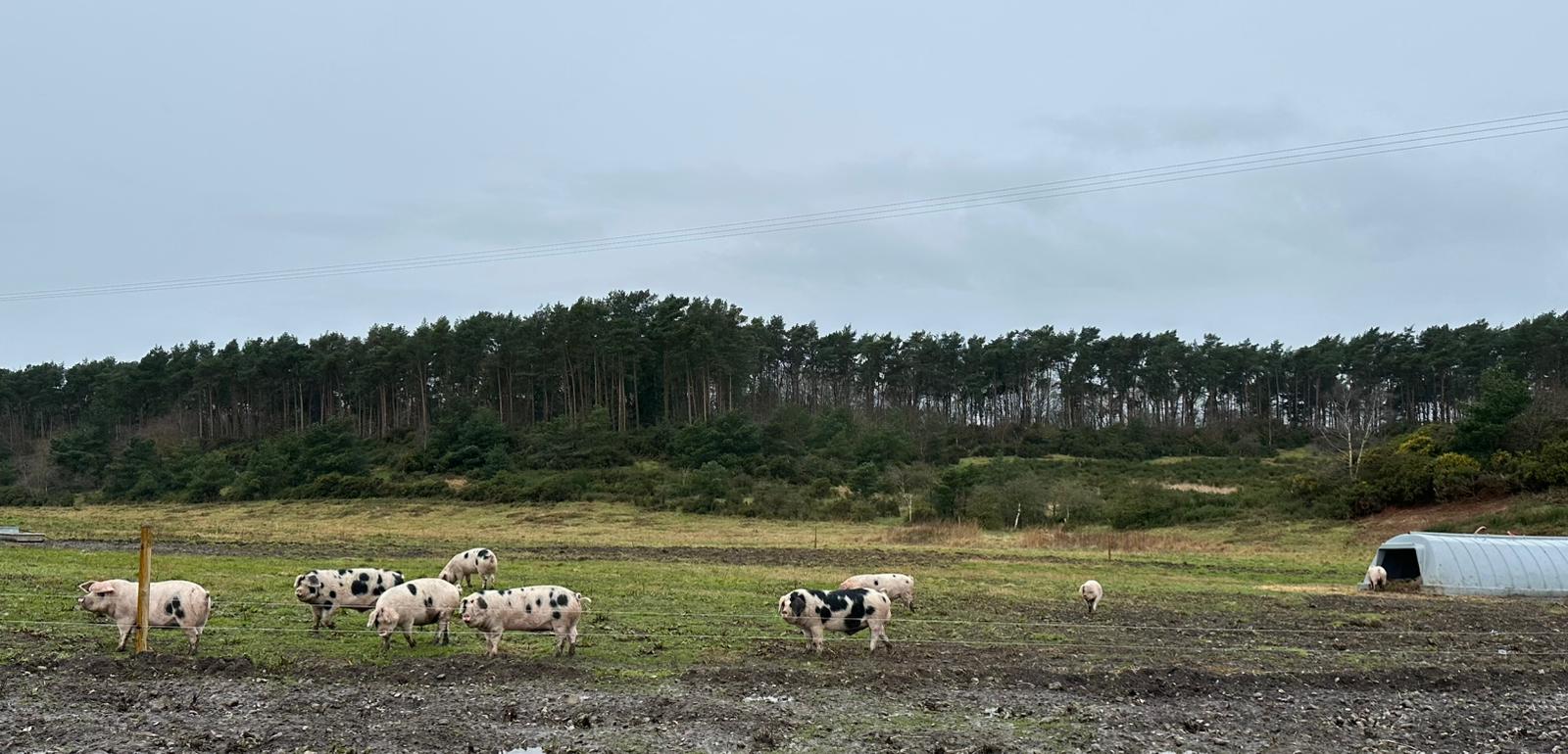 North Farm Livestock