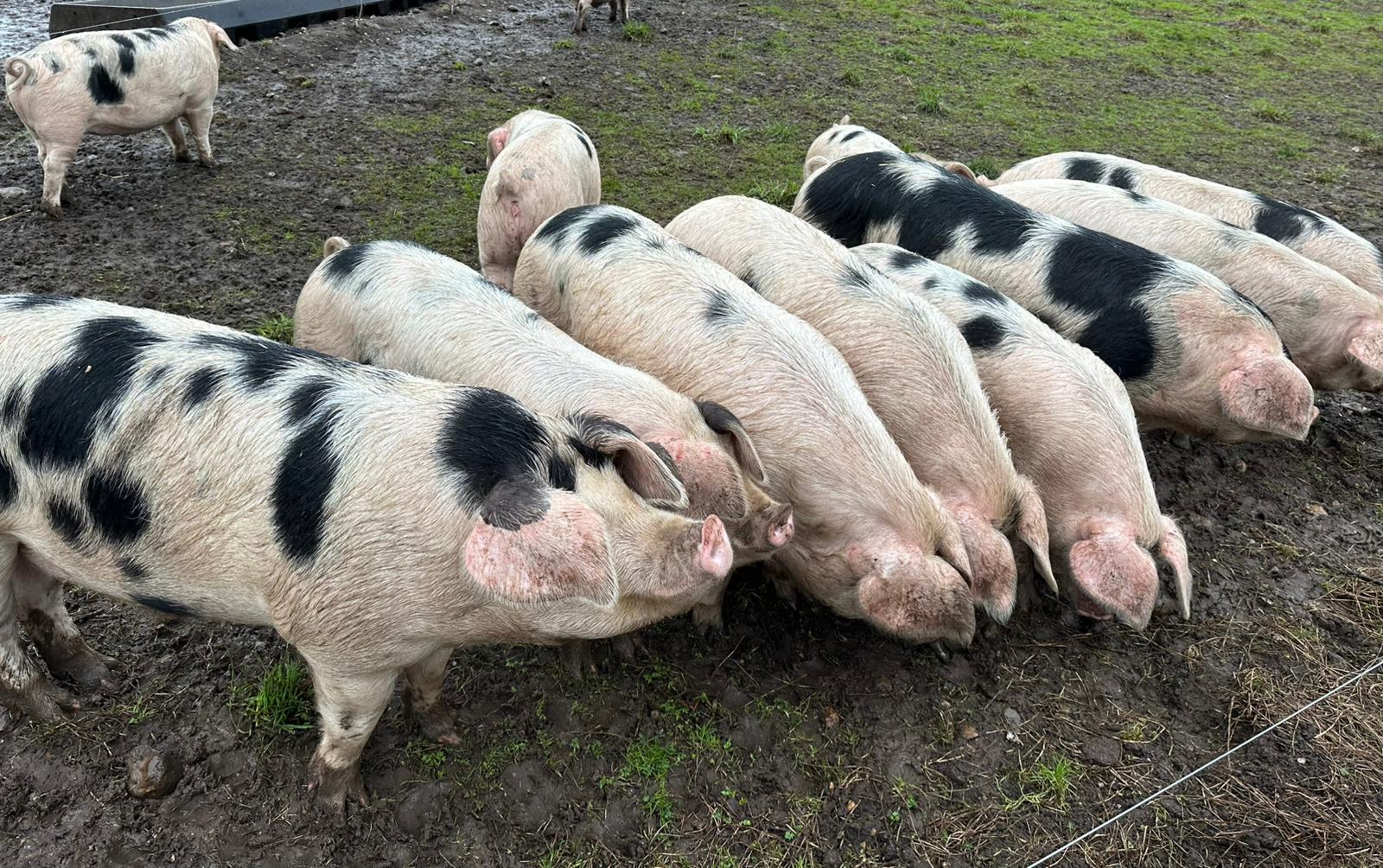 Farm Image
