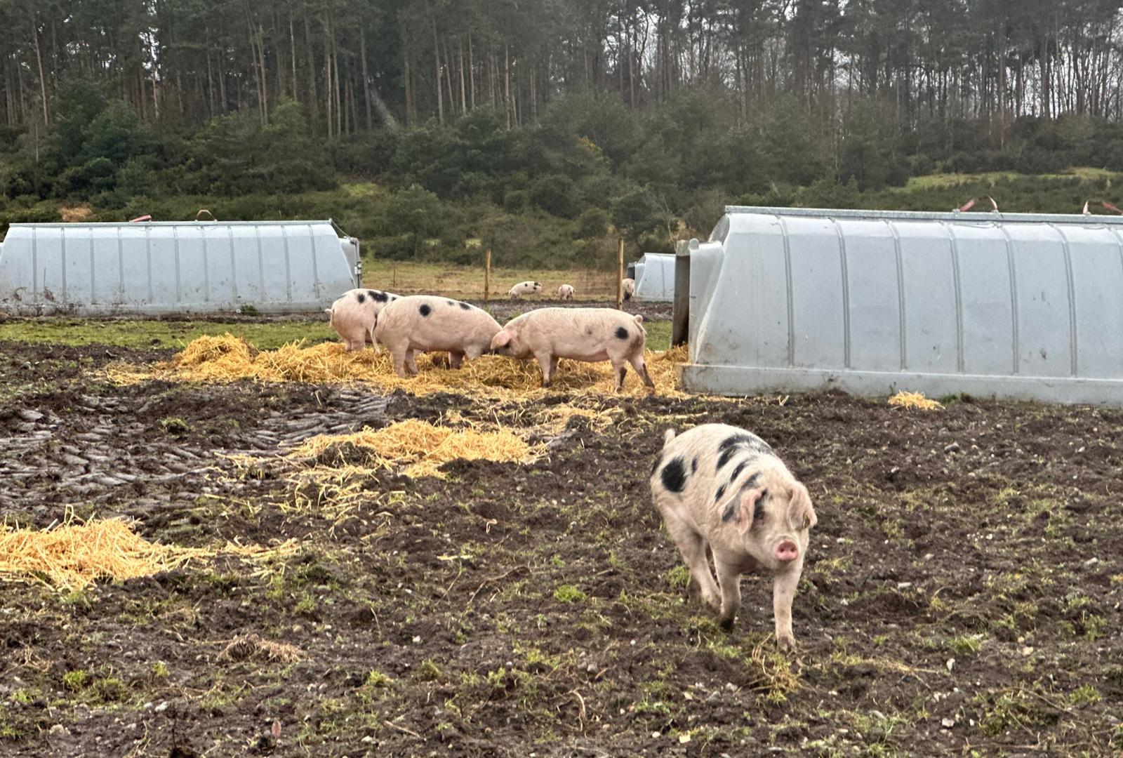 Farm Image
